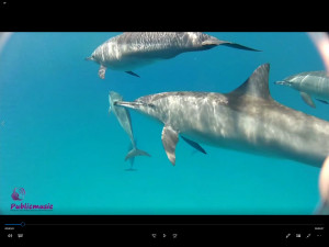 w.7_19_undersea_delfiny